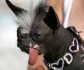 תמונות מצחיקות כלב מסכן