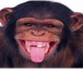 תמונות מצחיקות קוף עם בעיות שיניים