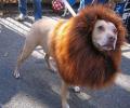תמונות מצחיקות כלב שהתחפש לאריה