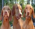תמונות מצחיקות הכלבים של רונלדיניו