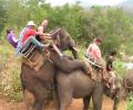 תמונות מצחיקות טיול פילים חרמנים