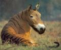 תמונות מצחיקות סוס טייגר